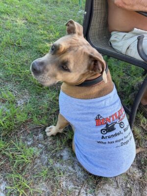 Dog wearing a blue shirt sitting on grass near a chair.